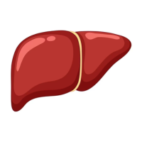 Liver